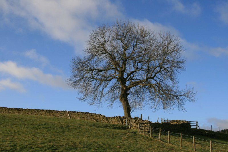 just a tree in the corner of a field