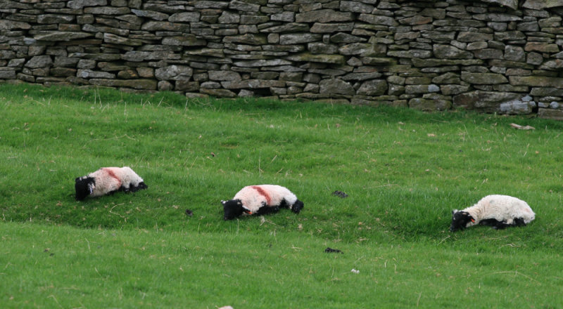 Let sleeping lambs lie