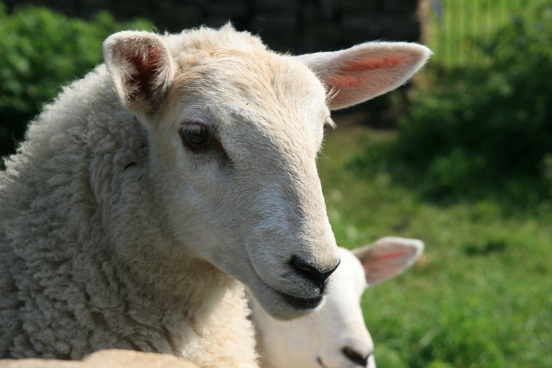 pet lambs