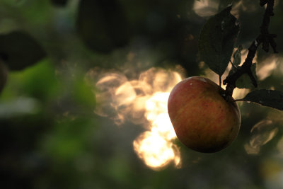 apple
