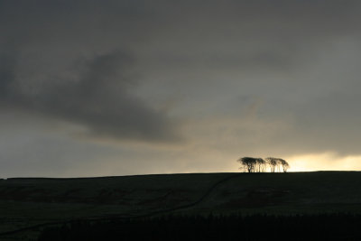 The elephant trees