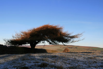 A sure cure for seasickness is to sit under a tree.