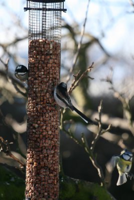 three tits