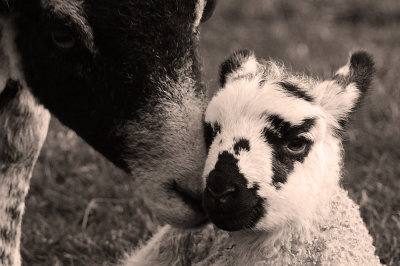 kissy kissy