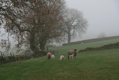 misty morning