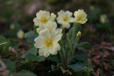 primula