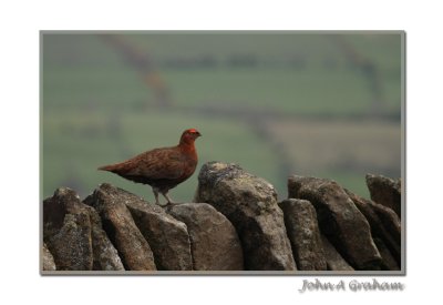 red grouse