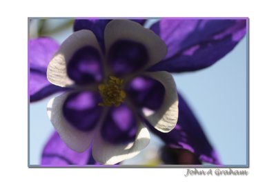 aquilegia