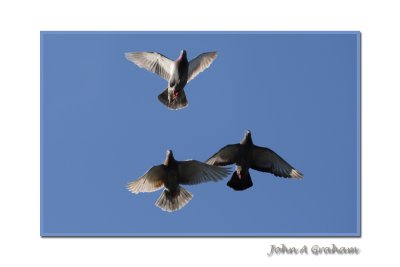 duck!