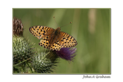 fritillary.jpg