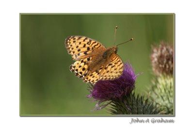 fritillary 2.jpg