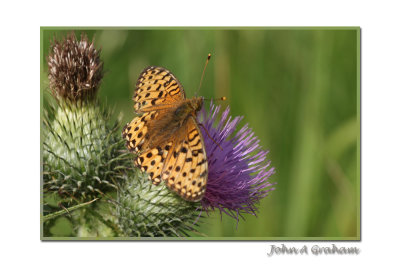 fritillary 3