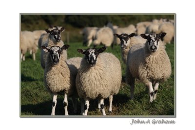 lambs