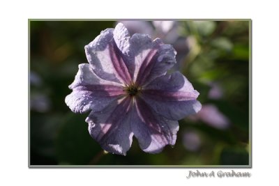 clematis perle dazure