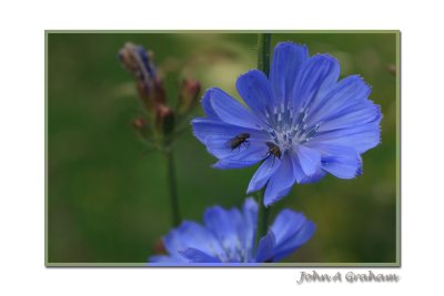 chicory