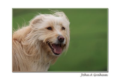 windswept