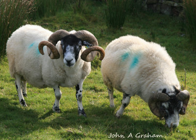 Tups