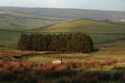 Swaledale in Weardale