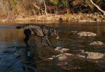 holly takes a dip