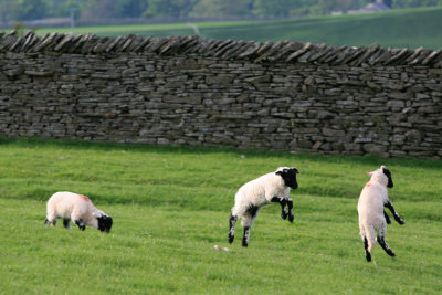spring lambs