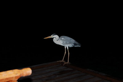 standing outside the deck...fish hunting?