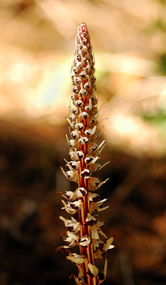 Candystick along trail