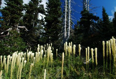 Beargrass and Trees