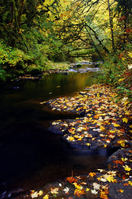 McDowell Creek, Autumn Study #5