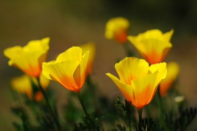 Southern Oregon Wildflowers