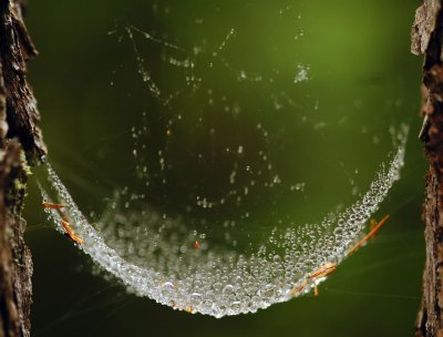 Spider Web Bowl
