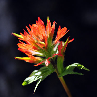 Paintbrush