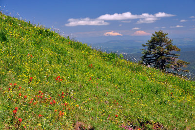 Saddle Mountain, Study #2