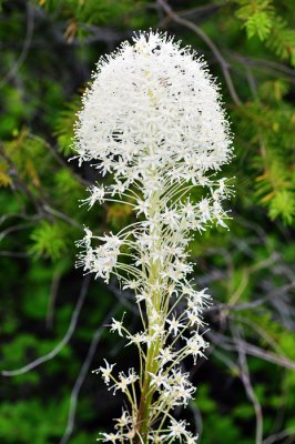 Beargrass at Kings Mountain