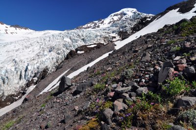 Heliotrope Ridge/Coleman Glacier, Study 2