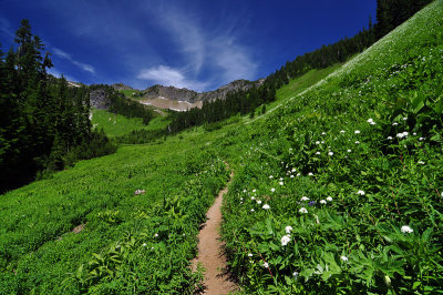 Church Mountain Trail, Meadow Study 2