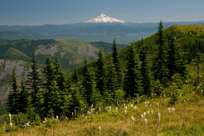 Mount Hood from Indian Pits Trail, Study #1