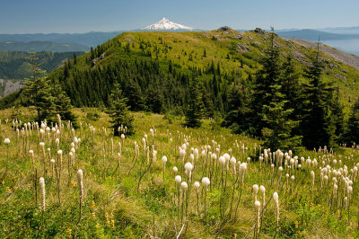 Mount Hood from Indian Pits Trail, Study #2