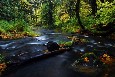 Peak Creek, Autumn Study