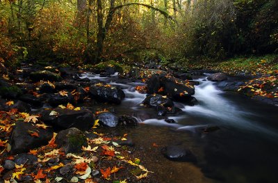 McDowell Creek, Autumn Study #1