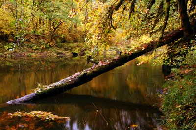 Fall Creek, Study #4