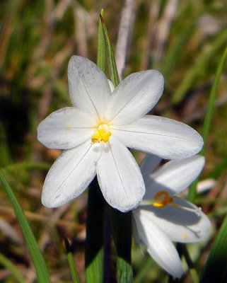 Albino Grass Widow