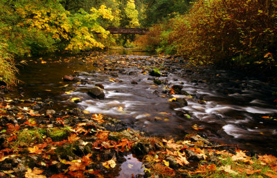North Fork Silver Creek, Autumn Study #5
