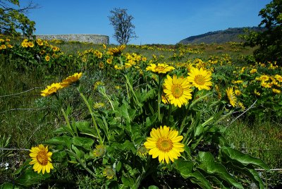 Balsamroot at Mosier Twin Tunnels