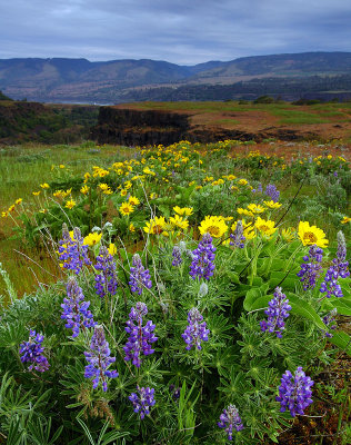 Rowena Plateau, 2008 Study #1