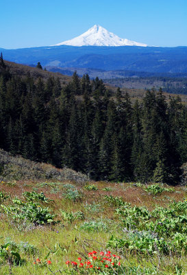 Mt. Hood from Tom McCall Point