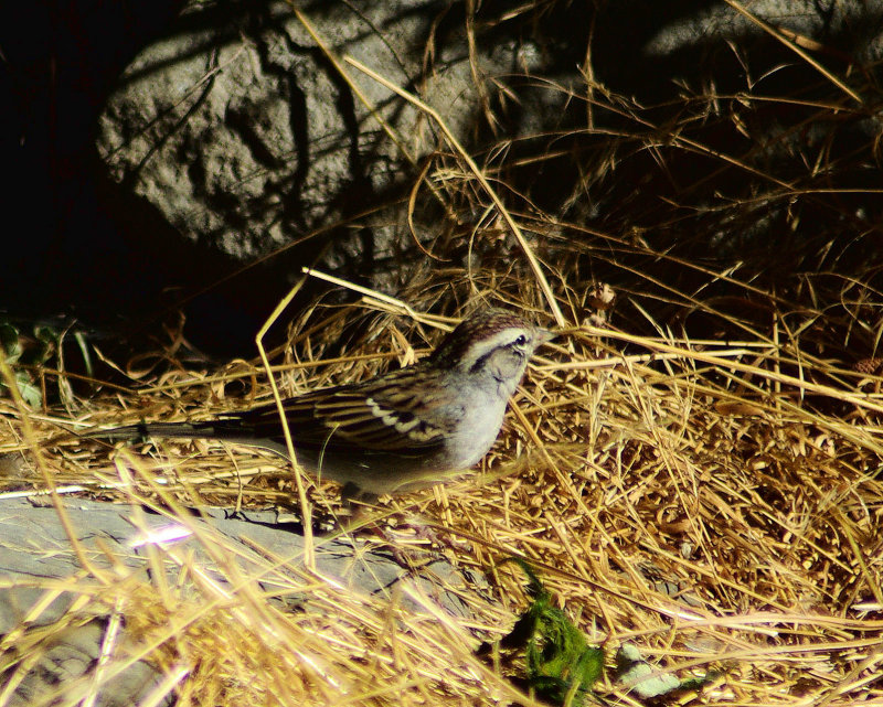 Chipping Sparrow