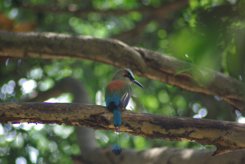 Turquoise-browed Motmot