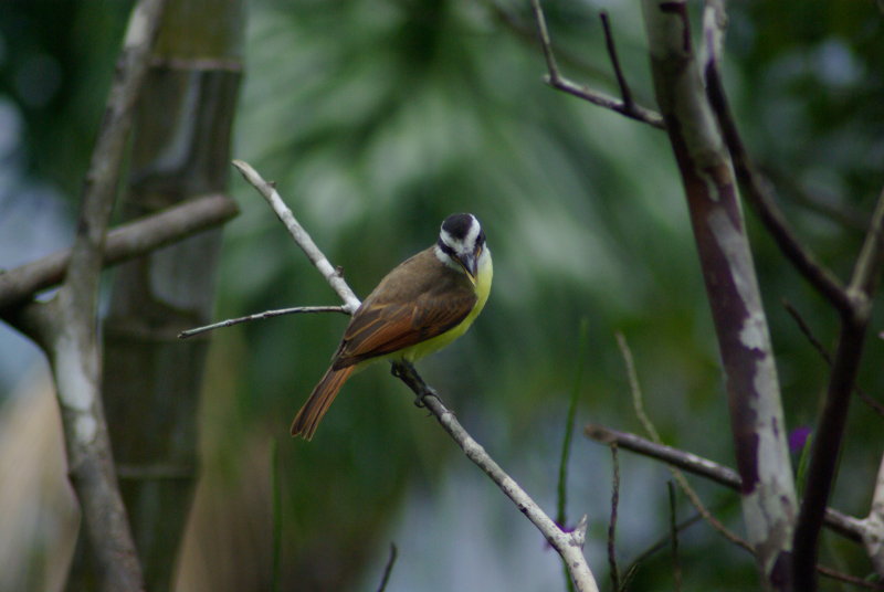 Great Kiskadee