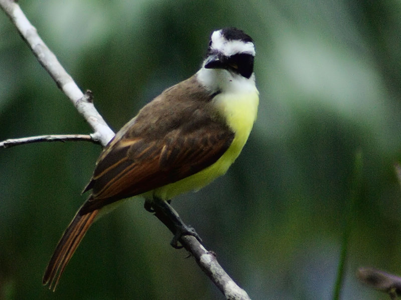 Great Kiskadee