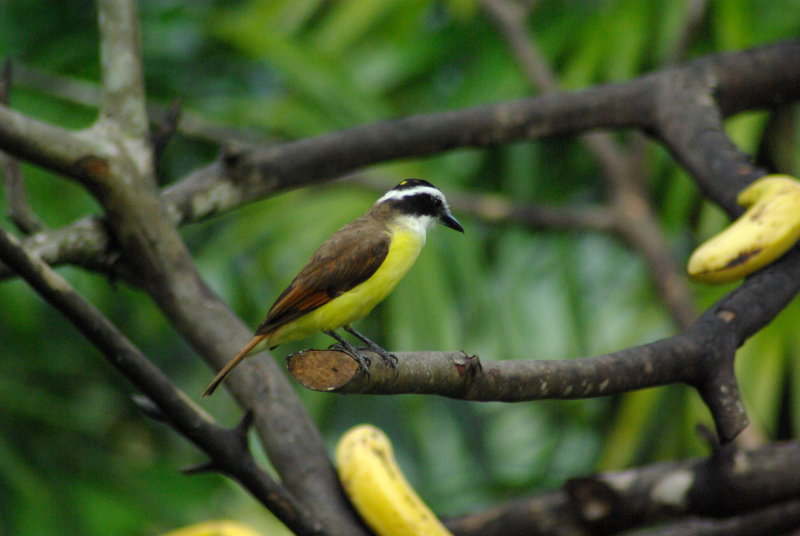 Great Kiskadee